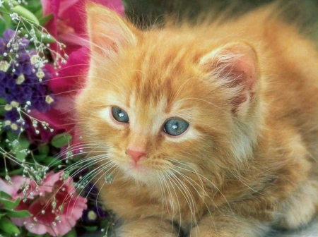 Cute Ginger Kitty - cute, cats, ginger kitty, animals