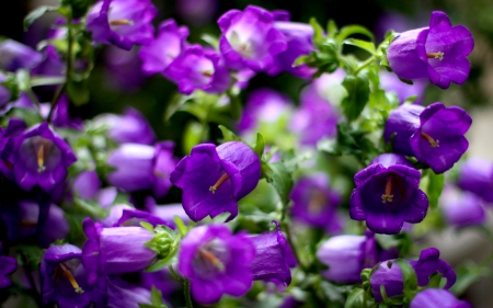 PURPLE BELLS - purple, petals, bells, focus, flowers, macro