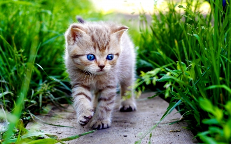 CUTE LITTLE EXPLORER - cat, blue eyes, field, grass, path, cute, kitten