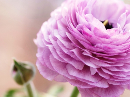 Ranunculus - flower, petals, pink, ranunculus