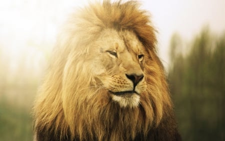 Lion - roar, animal, king, jungle, Lion