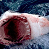 Great White Jaws