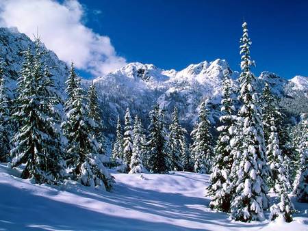 Untitled Wallpaper - trees, snow