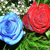 Red and Blue Roses