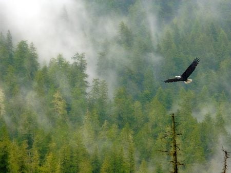 Untitled Wallpaper - bald eagle