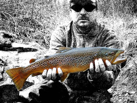 Brown Trout - spring creek, pa, fishing, pretty brown fishy, brown trout