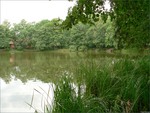 Algae on a German Lake