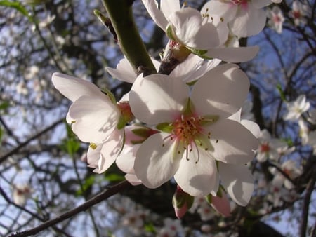 Amendoeiras em Flor - portugal, 1212, algarve, almond flower