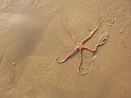 Estrela do Mar - sea star, portugal, algarve