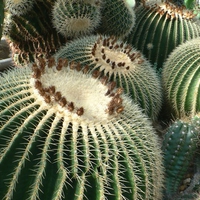 Cactus Patch