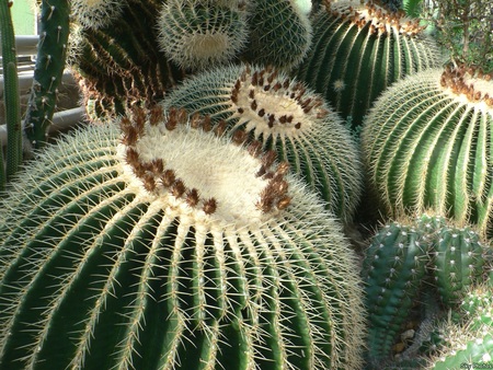 Cactus Patch - cactus, nature, green