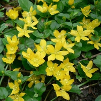 Yellow Flowers