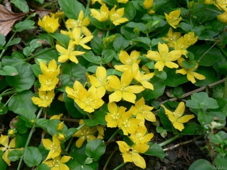 Yellow Flowers - forest, druffix, flowers, yellow, wild, nature