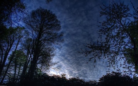 Blue Tree - nature, blue