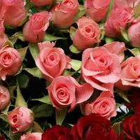 pink roses bouquet romantic