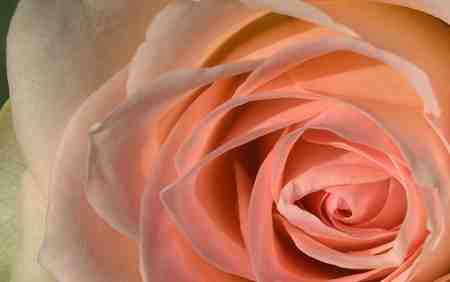 rose macro - rose, peach