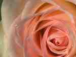 rose macro