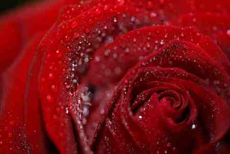 a red rose of love