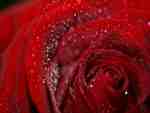 a red rose of love