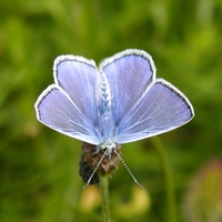 Blue Butterfly