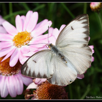 Grey Butterfly