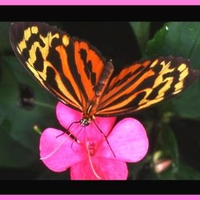 Butterfly on pink flower