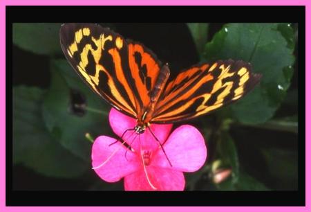 Butterfly on pink flower - garden, pink flower, striped butterfly