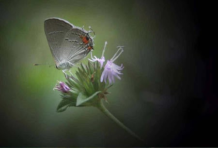 Grey 'n red butterfly - grey and red butterfly, green toned background, thistle flower