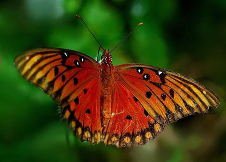 Large Beauty - greenery, orange butterfly, close up