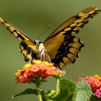 Butterfly up close