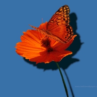 Vivid Orange Butterfly