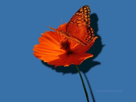 Vivid Orange Butterfly - vivid orange butterfly, orange flower