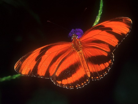 Tiger Stripes - tiger striped butterfly, purple flower