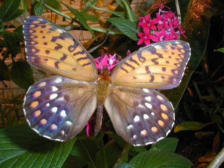 Regale Male - regale male butterfly, flowers