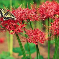 Swallowtail Butterfly