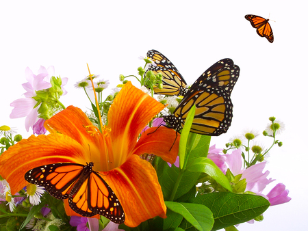 Butterflies and Lilies - lilies, flowers, butterflies