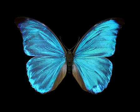 Blue Morph (Widescreen) - blue morph, butterfly, on black