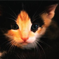 Ginger Cat in darkness