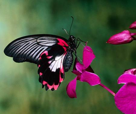 Feeding Time - butterfly, feeding on nectar, flowers