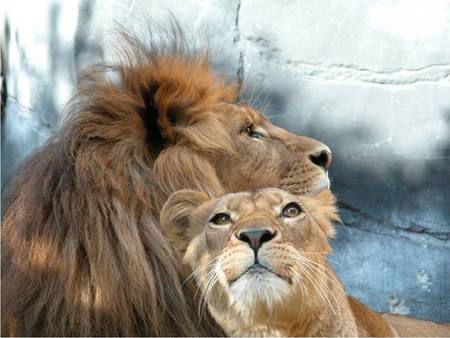 Loving Couple - lions, couple, wildcats