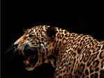 Amur Leopard