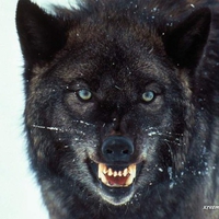 Black wolf