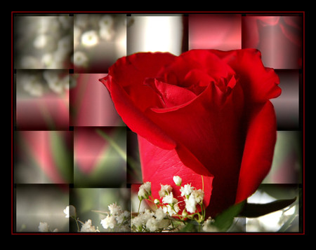 Red rose - 3d, roses