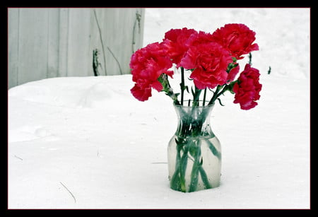 Carnations in the snow - flowers, carnations