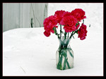 Carnations in the snow