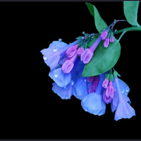 Blue bells