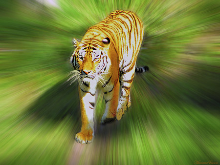 Tiger - 3d, tigers