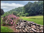 Rocks and roses