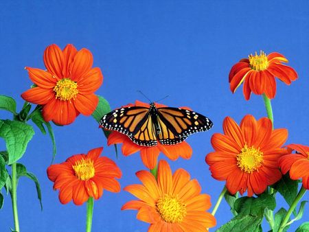 Flowers and butterfly - butterfly, orange flowers