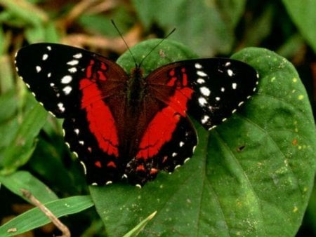 Ruby Red Butterfly - red butterfly, leaf